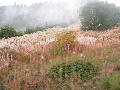 Fireweed, Rosebay Willowherb / Epilobium angustifolium  